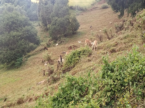 #9: In addition to fields with wheat and barley, there's also gras meadows with sheep, goats and cattle in the mountain sides of Wochecha.