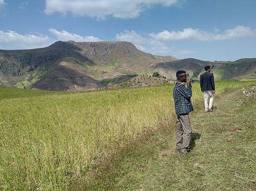 #17: Walking throug a barley field on our way up the mountain ridge towards Moglē Korebta. The summit of Wochecha, which is more properly called Damocha (see text) is seen on the other side of the valley. The two young men in the photo are the two guys that wanted to guide me on my way; and the one in white pants is the one speaking a little English.