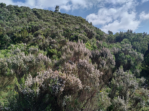 #19: The path towards the lower summit of Mount Moglē. Both summits of Mount Moglē are covered by an indigenous forest of bushes and small trees.