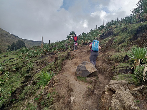 #8: The final climb up the Belegez Valley towards the Chenneck Camp Site. The characteristic plants seen on this image only grow above 3,400 m.a.m.s.l.