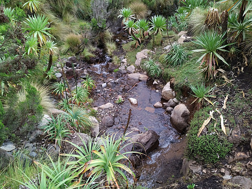 #36: A little creek we passed on our way. We had to cross several such creeks as we made our way around the valley between Mount Dashen and Kidis Yared.