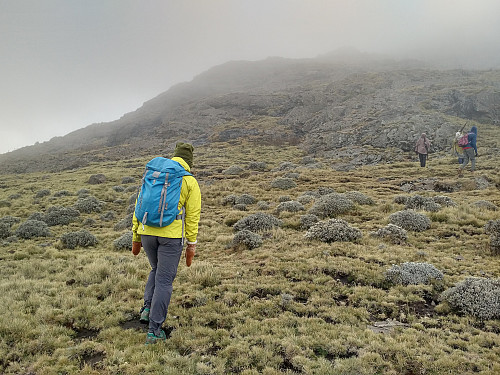 #56: A fascinating vegetation as we embarked upon the climb towards the top of Mount Silki, the mountain still enshrouded in mist.