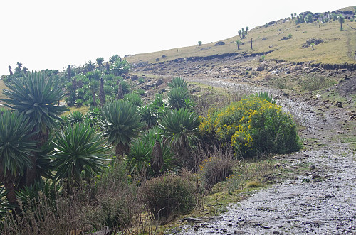 #62: The road from Arkwasiye towards Mount Bwahit. The road is not being maintained, and it's no longer used for driving.