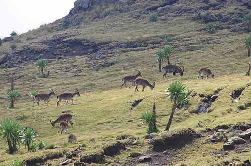 #67: ...and moments later we were in the middle of an Ibex herd.
