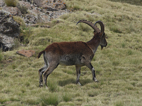#68: Ibex male with huge horns in the mountain side of Bwahit.