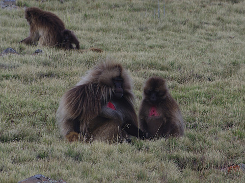 #70: Gelada Monkeys with the typical heart shaped red spot on the front of their chest.