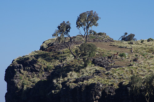 #11: The mountain shelf on witch we encountered a herd of Walia Ibexes. Note the extremely steep mountain sides at this spot.