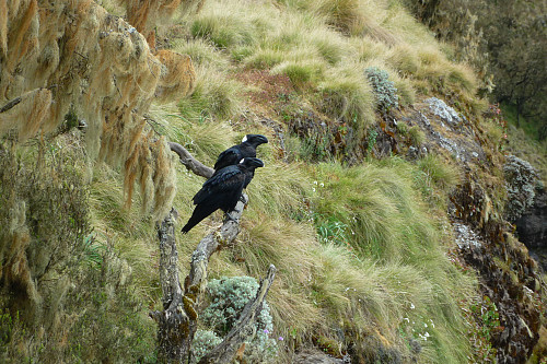 #5: A couple of Thick-Billed Ravens (Corvus crassirostris) at the Chennek View Point.