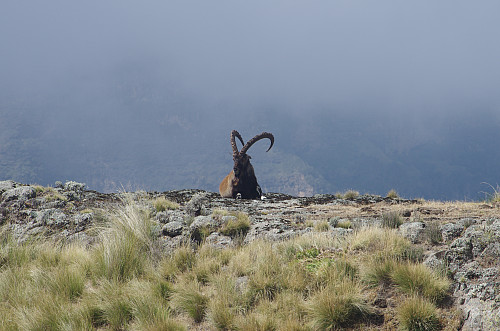 #17: Male Walia Ibex lyng on the stony ground.
