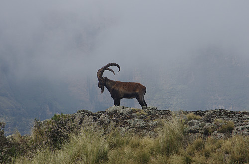 #18: The same Walia ibex standing up as we were getting closer.
