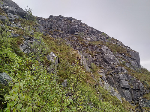 #3: The climb up the north face of Mount Byrkjevollhornet is quite steep. There's a lot of vegetation that you may hold on to most of the climb though, mainly in the form of small birch trees; but you have to be careful, as some of them are firmly rooted to the rock beneath the scarce soil, whereas others are not.