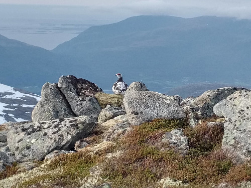 #22: I came across a number of ptarmigans throughout this hike. Most of them flew away the moment they saw me, but this one was more photogenic, and remained lying. I also came across a huge hare as I approached the summit of Mount Byrkjevollshornet, but it also jumped into hiding long before I could capture an image of it.