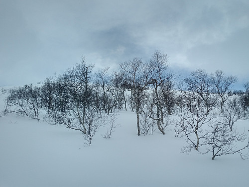 #2: The first part of the ascent goes through a not so dense woodland.