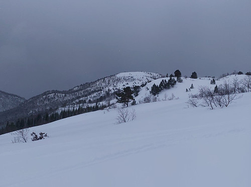 #3: Above the woodland.