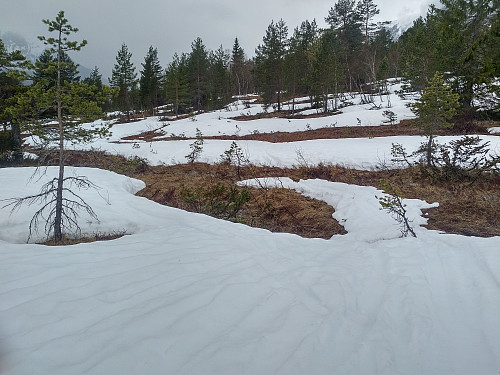 #3: Shortly after you've crossed the river, you have to cross a mire, before you enter into the forest in the mountainside. This was the second place where snow was so scarce that I had to remove my skis for a few meters.