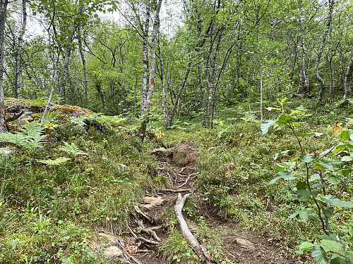 Image #1: The first part of the trail goes through forrest. In this part, the trail is clearly visible, and even marked out by red paint marks on the trees.