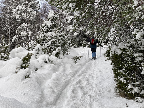 Image #4: We had been having a quite heavy snowfall within the last 24 hours, and the amount of snow on the ground increased as we were getting higher up the mountain side.