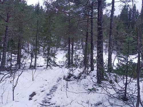 Bilde #1: Første del av turen går gjennom skog.