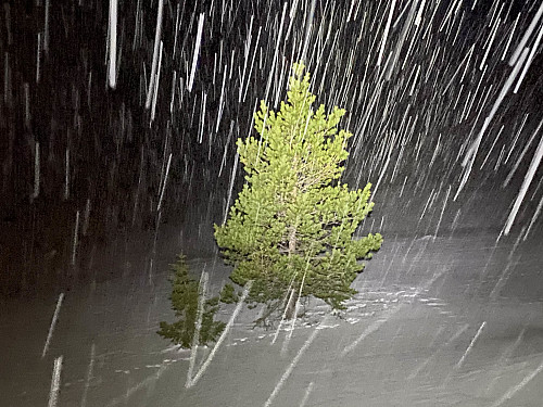 Image #19: Still snowing as I came down towards the knoll of Haukarhammaren and Breivikstølen cabin field.