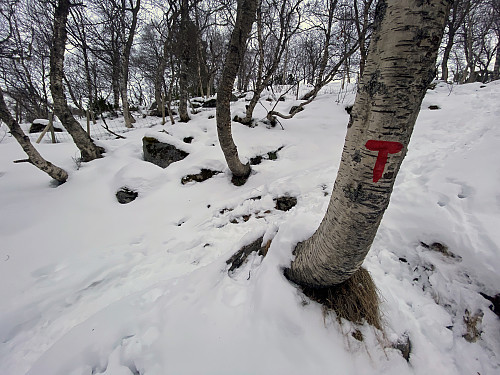 Image #8: ...and on trees.