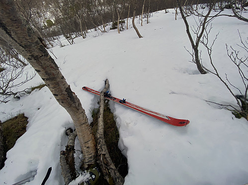 Image #4: The part of the trail that goes through birch forest is quite steep, and you have to go zigzagging upwards between the trees. At one point, I lost one of my skis when making a sharp turn (i.e. I probably turned my boot a little bit more than my ski was willing to comply with...). Fortunately, the ski was caught by the branch of a tree. I was just happy I didn't have to go all the way back down the slopes searching for it.