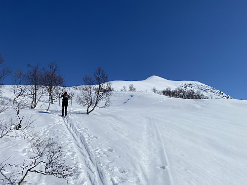 Image #5: At about 700 m.a.m.s.l. the forest was coming to an end. The summit of the mountain is seen in the far.