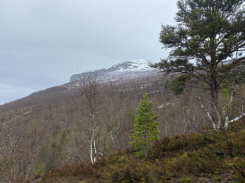 Image #2: Even though we were waking through forest up to about 700 m.a.m.s.l., it was not very dense, and we could se the top of the mountain most of the time.