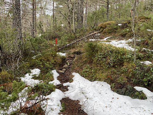 Image #1: In the forest the trail is marked by red paint on sticks...