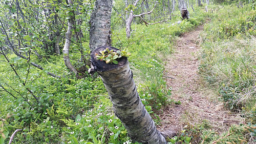 Lur plass å gro!