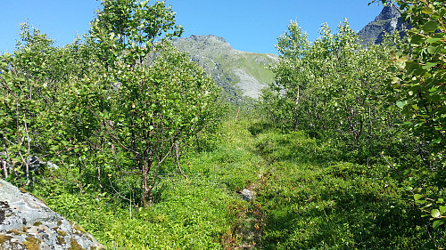 På tur opp gjennom Stordalen