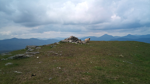 An angry sheep on the top of Beinn Chorranach