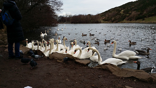 Hungry swans at St Margaret's Loch.