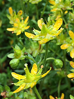 Avinus1_20181207_5c0ab74641415.jpg