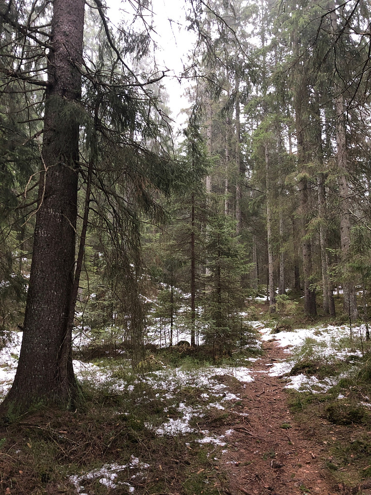 Storskog og lite snø på Tonekollen