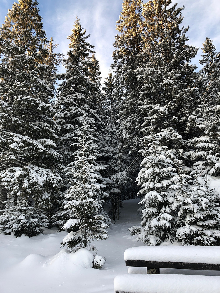Skal - skal ikke ? 240 meter off piste til Ballangrudkollen