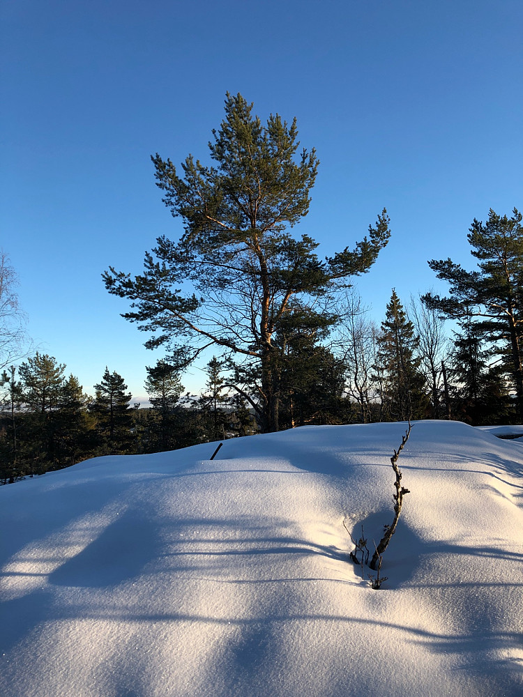 Toppunkt på Reistadåsen