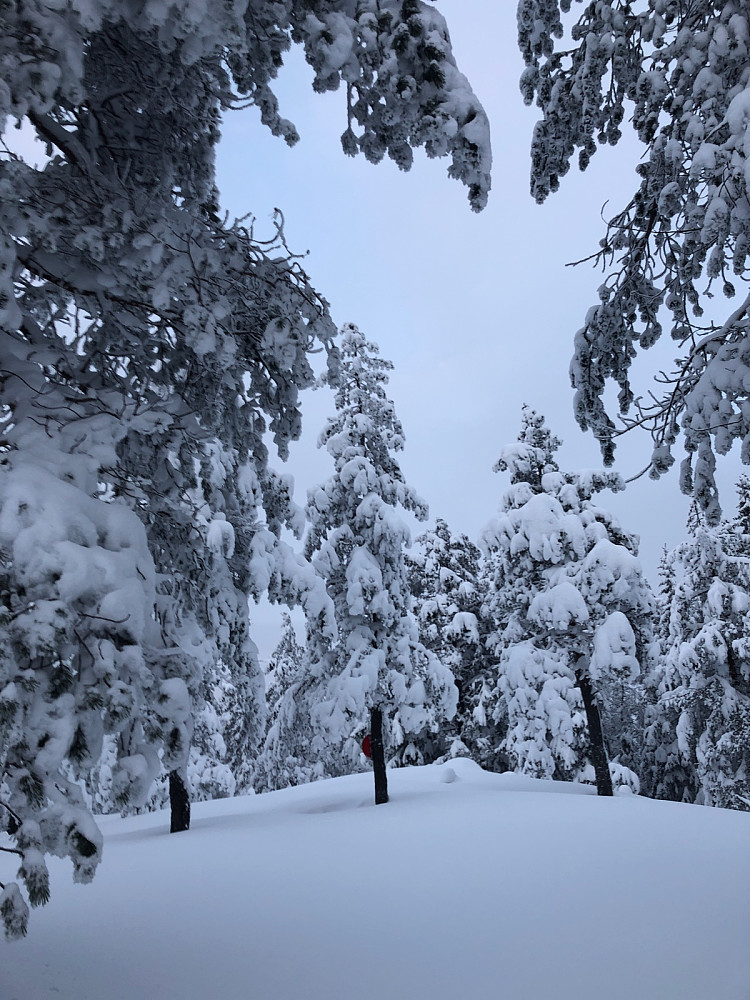 Toppunktet på Holterkollen
