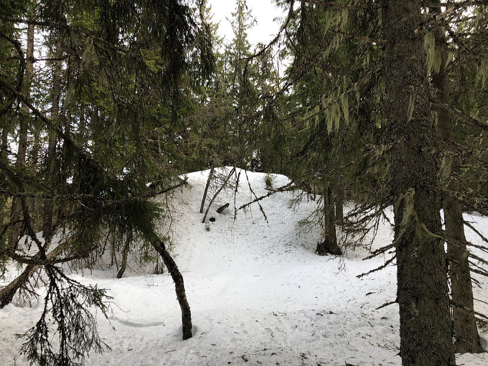 Toppunktet på Branntjernhøgda i skjeggskogen