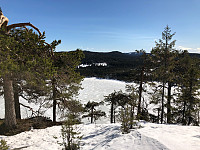 Avinus1_20190331_5ca1009801582.jpg
