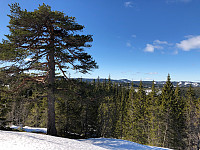 Avinus1_20190331_5ca1009947600.jpg