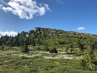 Avinus1_20190818_5d593105d109c.jpg
