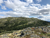 Avinus1_20190818_5d59310672cda.jpg