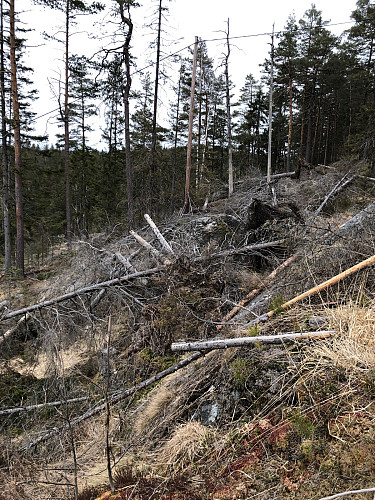 "Stien" har gjemt seg under hogstavfall og rotvelter