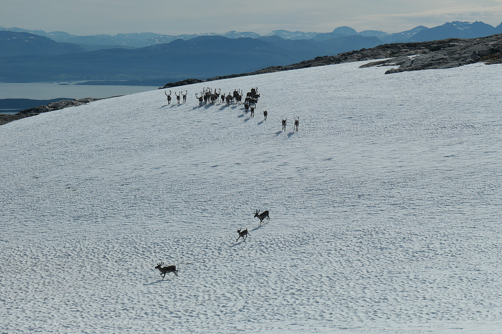 Reinsdyrflokk på snøfeltene ved Istind. Vi hadde dem i nærheten fra kvelden i forveien og halve dagen