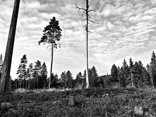 ''Brattåsen''
