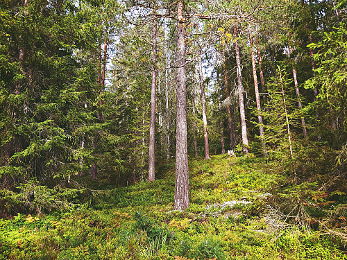 ''Oppstigningen til Lindberget''