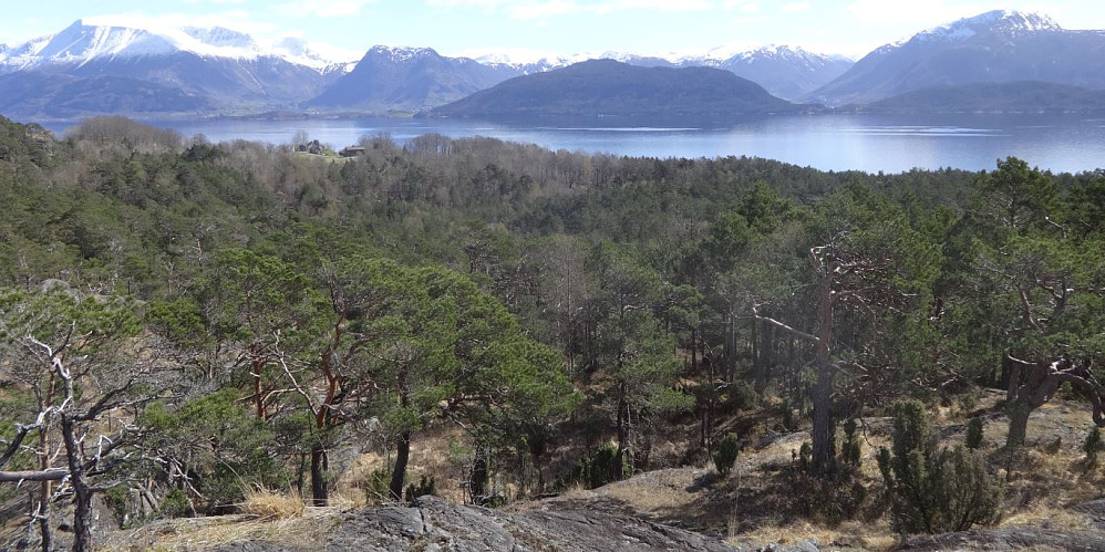 Rosendal i bakgrunnen