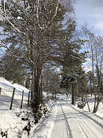 Hedda1_20190313_5c88fe1f66fe6.jpeg