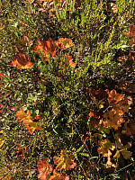 Hedda1_20190908_5d7500cce4c65.jpeg