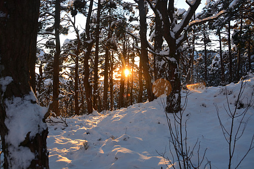 Sollys i skogen.